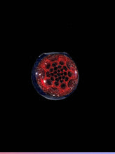 Load image into Gallery viewer, Djinn Blood Money W. Dark Bubble Dot Pendant